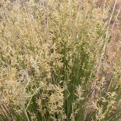 Eragrostis setifolia