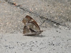Libythea laius