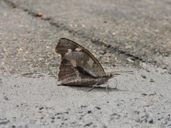 Libythea laius