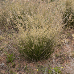 Eragrostis setifolia