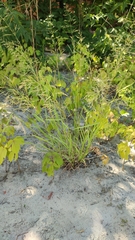 Agrostis gigantea