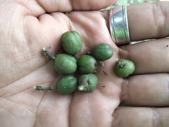 Trichilia havanensis