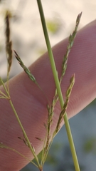 Agrostis gigantea