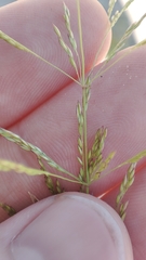 Agrostis gigantea