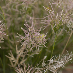 Eragrostis falcata