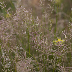 Eragrostis falcata