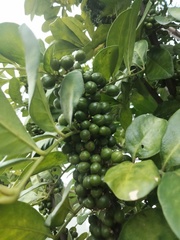 Trichilia havanensis