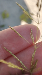 Agrostis gigantea