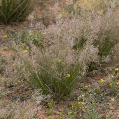 Eragrostis falcata