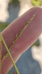 Agrostis gigantea