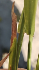Agrostis gigantea