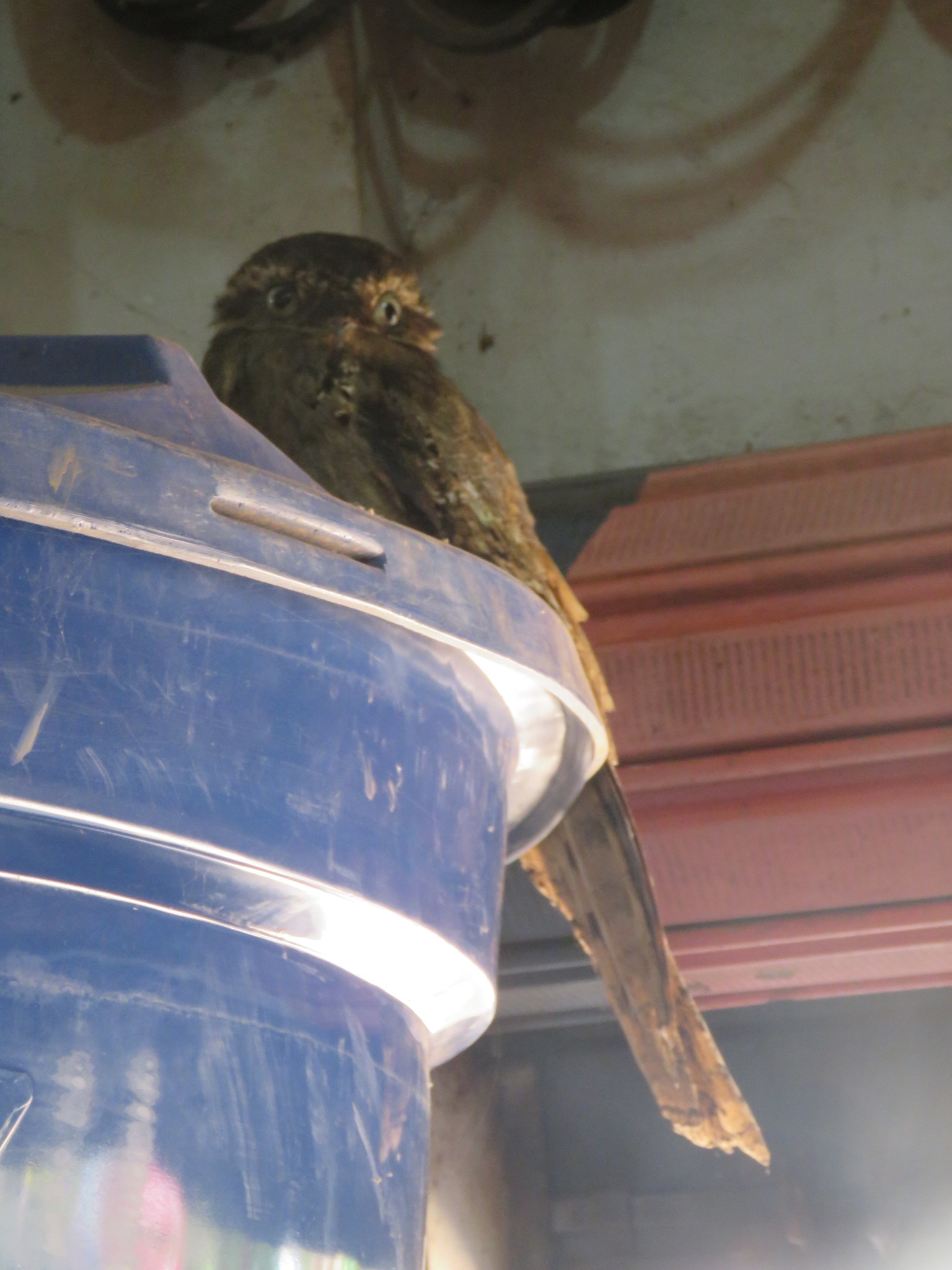 Long-tailed Potoo (Nyctibius aethereus), photo 7