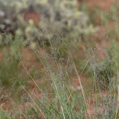 Eragrostis parviflora