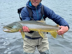 Brown trout