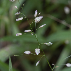 Eragrostis unioloides