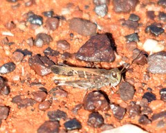 Oedaleus australis