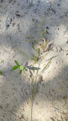 Agrostis gigantea