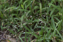 Eragrostis unioloides