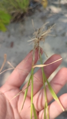 Agrostis gigantea