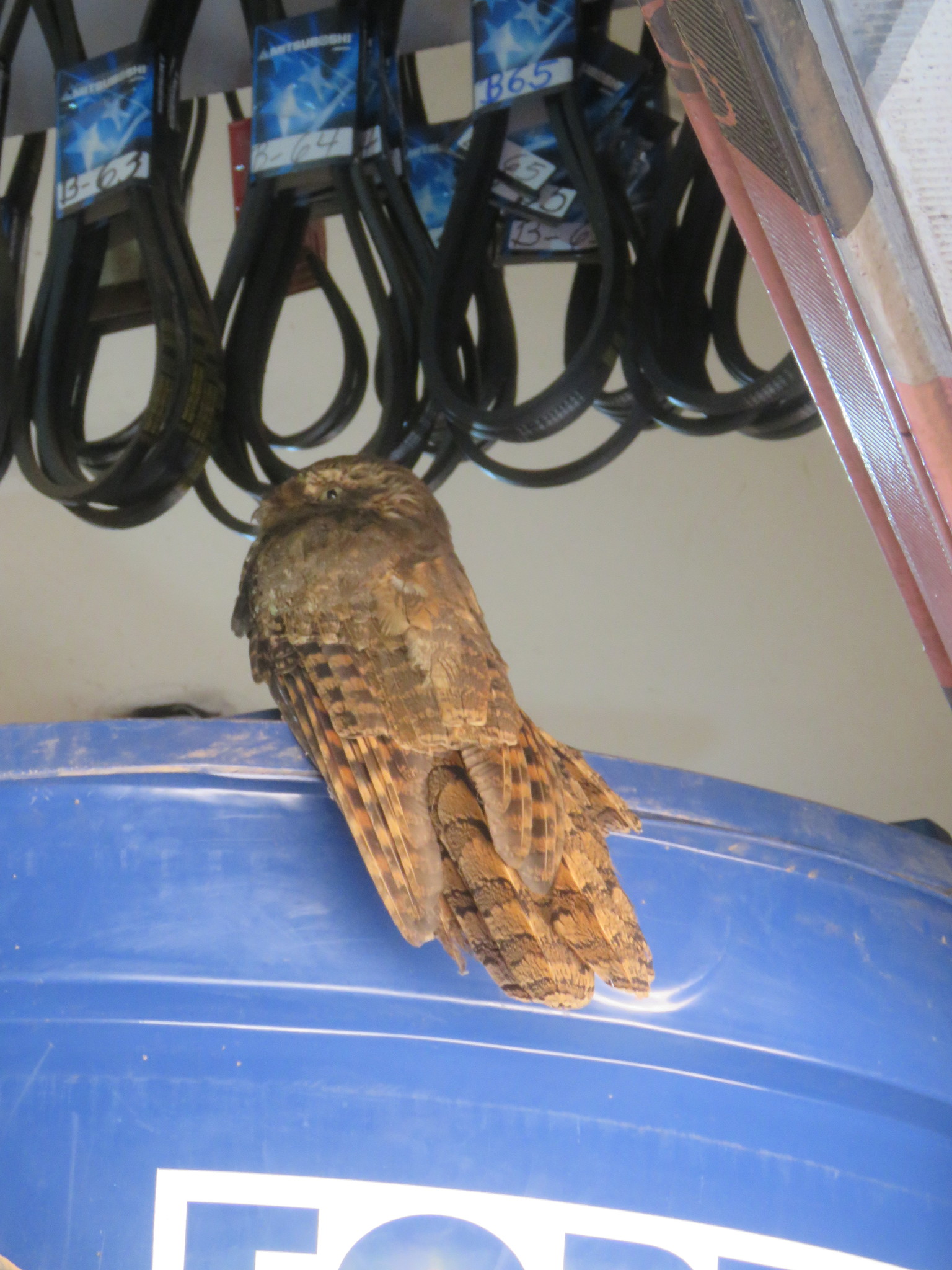 Long-tailed Potoo (Nyctibius aethereus), photo 8