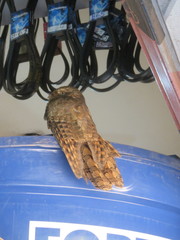 Nyctibius aethereus