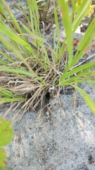 Agrostis gigantea