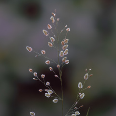 Eragrostis unioloides