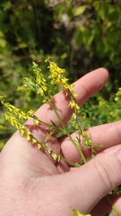 Melilotus officinalis