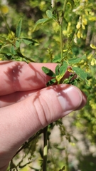 Melilotus officinalis