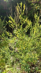 Melilotus officinalis