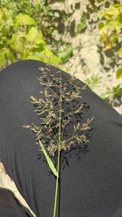 Agrostis gigantea