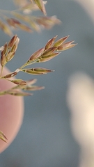 Agrostis gigantea