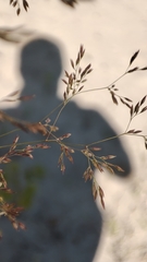 Agrostis gigantea
