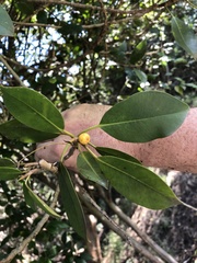 Ficus obliqua