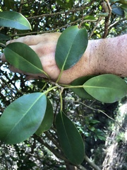 Ficus obliqua