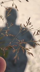 Agrostis gigantea
