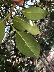 Ficus obliqua