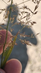 Agrostis gigantea