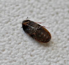 Reesa vespulae