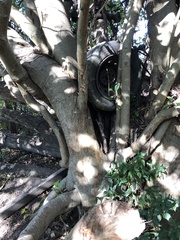 Ficus obliqua