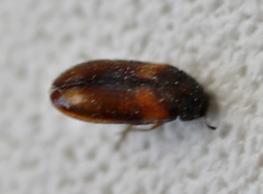 Reesa vespulae