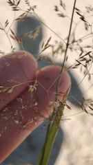 Agrostis gigantea