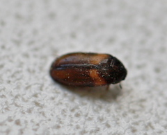 Reesa vespulae