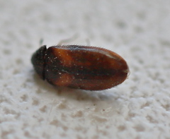 Reesa vespulae