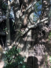 Ficus obliqua