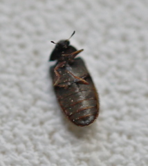 Reesa vespulae