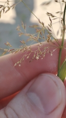 Agrostis gigantea