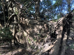 Ficus obliqua