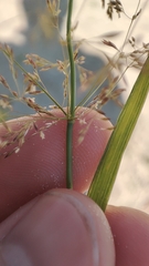 Agrostis gigantea