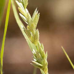 Eragrostis speciosa